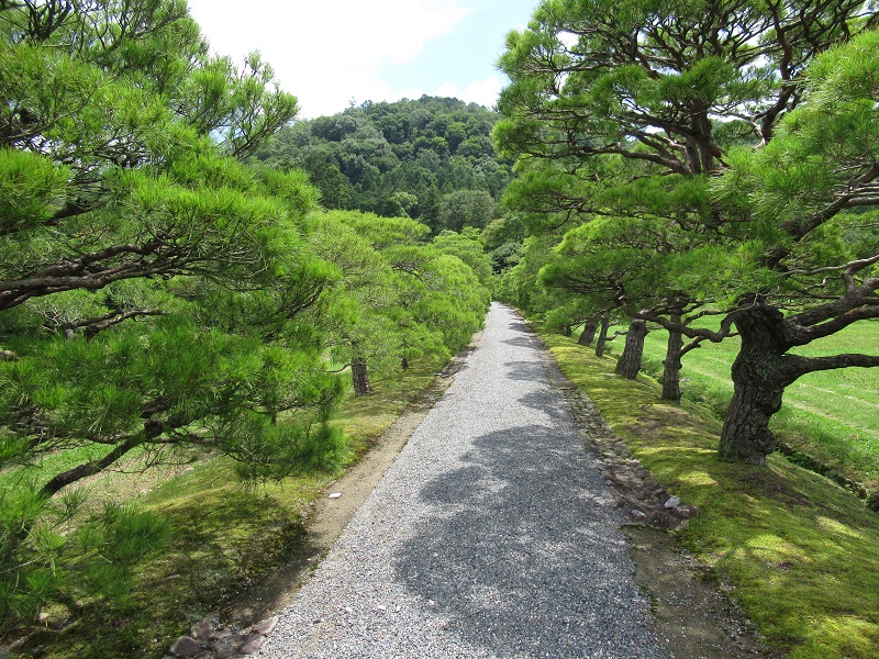 Matsunamiki (Pine Bordered Path) ・Tanada (Paddy Fields)1