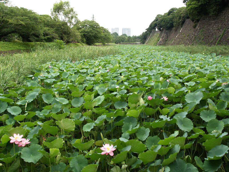 Hasuikebori (Douves de lotus)1